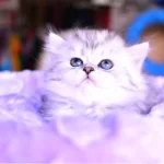 Muhtesem Kafa Yapısına Sahip Ns25 Silver British Longhair