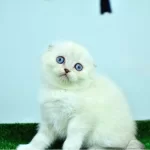 Bem Beyaz Ns 11 33 Scottish Fold