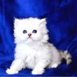 1 Sınıf Silver British Longhair Yavrumuz Ns1133