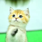 Sampiyon Anne Ve Babanı Yavrusu Ny11 Golden British Shorthair Yavrumuz