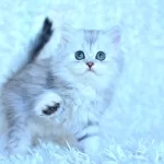 Show Kalite Silver Ns11 British Longhair