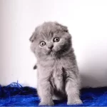 Essiz Kalitede Gri Scottish Fold