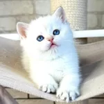 Bembeyaz Top Kafa Yavrumuz Ns1133 British Shorthair