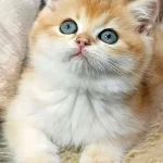 Parıldayan Golden Ny12 British Shorthair