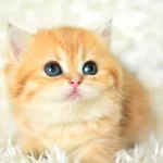 Golden Renginin En Guzel Tonu Ny11 British Shorthair