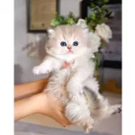 Nadir Gorulen Ay Golden British Longhair