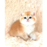Altın Gibi Parlayan Golden British Shorthair