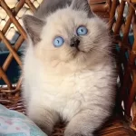 Masmavi Gozleriyle Bluepoint British Shorthair