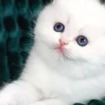 Kar Beyaz Silver British Shorthair Ns1133