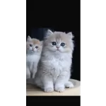 Dikkat Cekici Ay Golden British Longhair