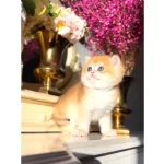 Bebek Surat Golden British Shorthair