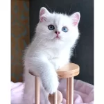 Dunya Guzeli Silver British Shorthair Ns1133
