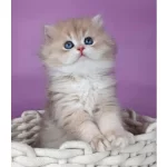 Yumusacık Ay Golden British Longhair