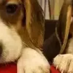 Irk Garantili Beagle Yavruları