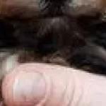 Orjinal Tea Cup Yorkshire Terrier Bebekler