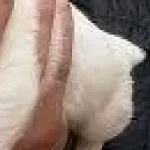 Irk Garantili Jack Russel Yavruları