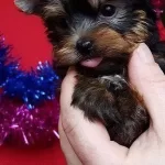 Irk Garantili Yorkshire Terrier Yavruları