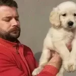 Irk Garantili Golden Yavruları