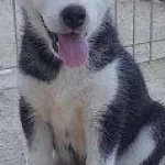 Irk Garantili Husky Yavruları