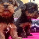 Irk Garantili Harika Yorkshire Terrier Yavrularımız
