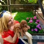 tüy Dokmez Koku Yapmaz Mukemmel Toy Poodle Yavrularımız