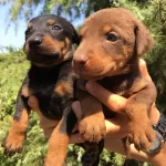 Mukemmel King Doberman Yavrularımız