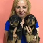 Muhteşem Koca Kafa Rotweiller Yavrularımız