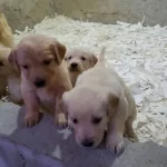 Golden Yavrularımiz Akkus Uretim Ciftliginden