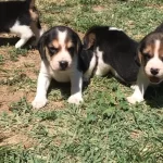 Beagle Yavrularımız Sizi Bekliyor