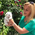 Pamuk Gibi Harika Maltese Terrier Yavrularımız