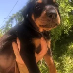 Irk Garantili Muhteşem King Doberman Yavrularımız