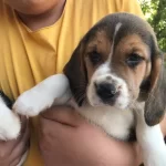 Saglıklı Beagle Yavrularımız