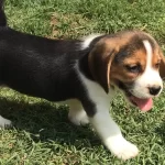 Beagle Yavrularımız Sizlerle