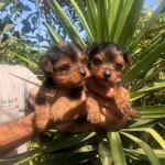 Sevimli Sirin Harika Yorkshire Terrier Yavrularımız