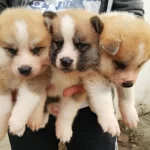 Safkan Irk Garantili Akita