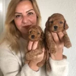 Mukemmel Toy Poodle Yavrularımız