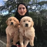 Golden Yavrularım Sağlık Ve Irk Garantilidir