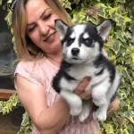 Maskeli Muhteşem Sibirya Husky Yavrularımız
