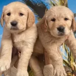 Golden Retriever Bebekler