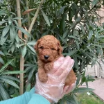 Red Brown Irk Garantili Poodle Bebeklerimiz