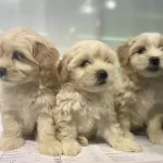 Safkan Maltipoo Yavruları
