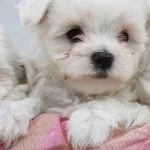 Maltese Terrier Yavruuz