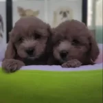 Safkan Maltipoo Yavrular