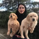 Golden Yavrularım Sağlık Ve Irk Garantilidir