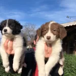 Border Collie Yavrularımız
