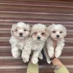 Maltipoo Yavrularımız