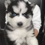 En Kaliteli Sibirya Kurdu Burdaa