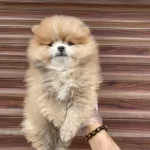 Dunyanın En Tatlısı Pomeranian Boo