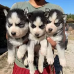 Ruhsatli Uretim Ciftliginden Husky Yavrular