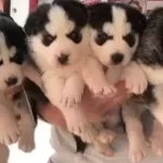 Rengarenk Sibirya Kurdu Yavruları